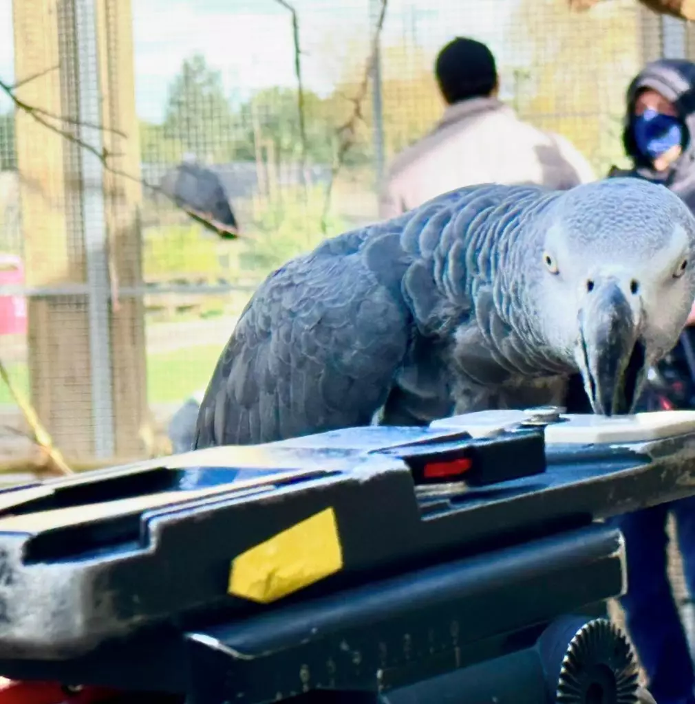 動物園中有8隻灰鸚鵡愛講粗口。網上圖片