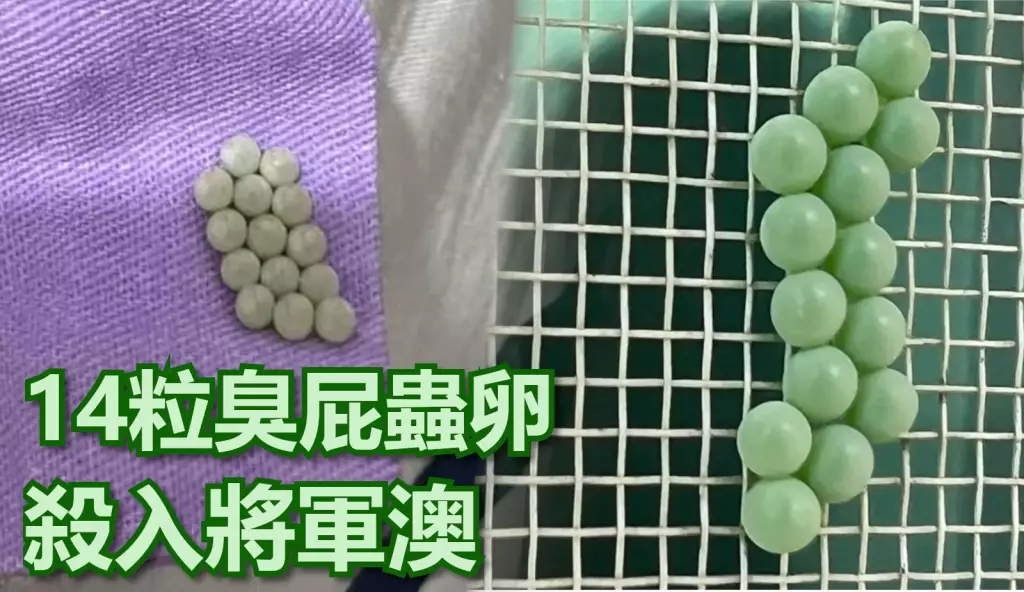 臭屁蟲分泌出的汁液有刺激性,皮膚被濺中會刺痛紅腫,甚至灼傷。將軍澳主場、爆廢公社圖片