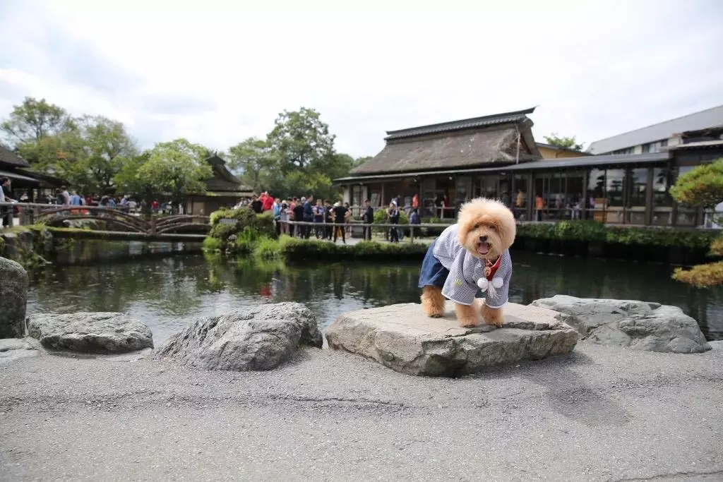 「Pet Holidays 寵物假期」圖片