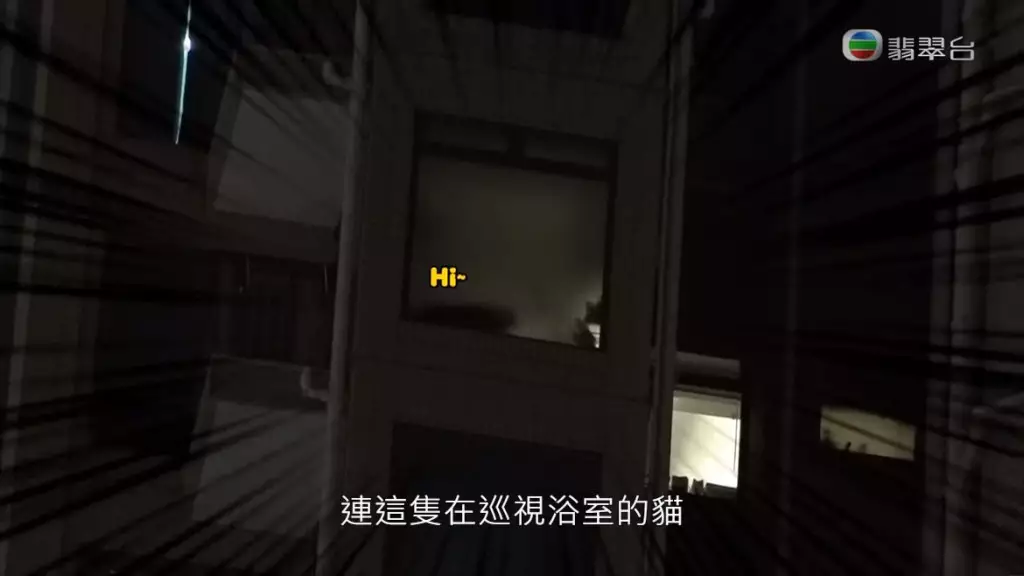 連隻貓都睇得到!