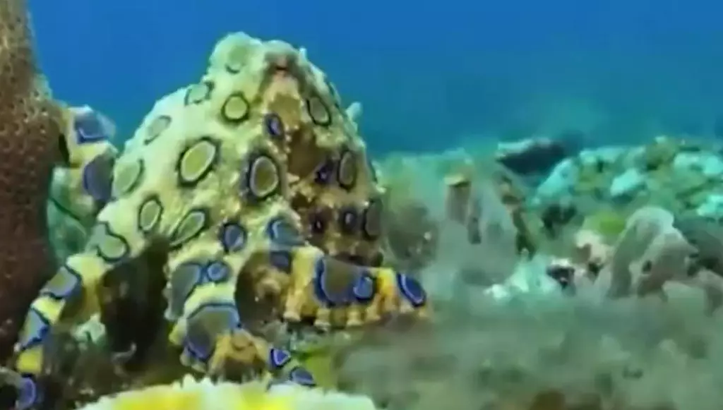 「藍環章魚」在海洋中屬於劇毒生物之一。 網圖