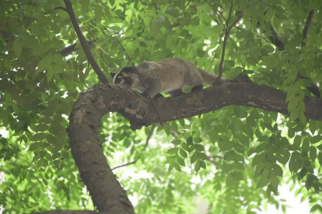 2022-05-29 果子狸遊走堅尼地城公園樹上 愛協視察後指無危險。資料圖片