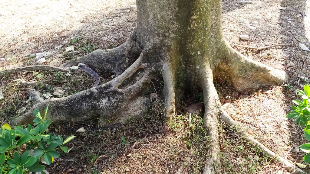 鳳凰木屬蘇木科的落葉喬木,原產地係馬達加斯加。