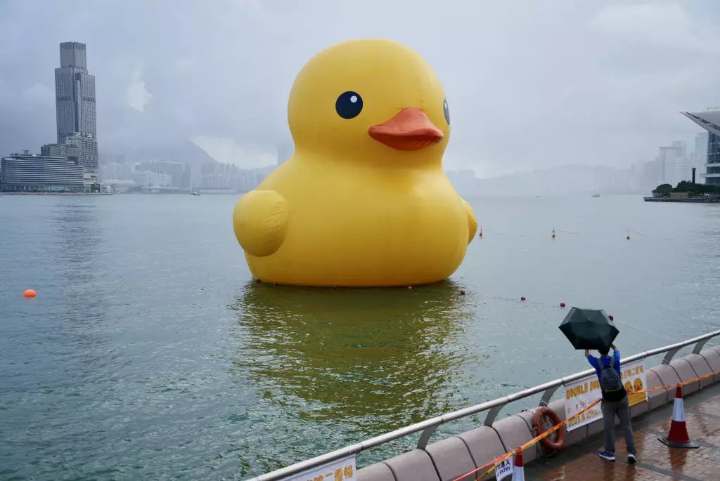 最後一隻黃鴨今早仍在金鐘對開海面,有市民趕最後尾班車拍照。