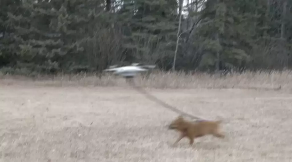 飼主用無人機遛狗。影片截圖