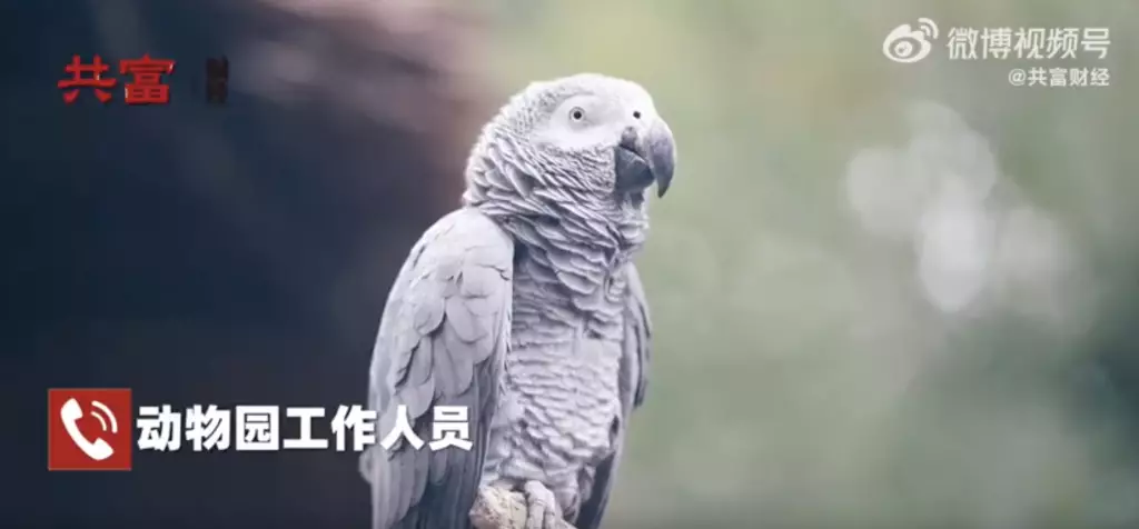 「灰灰」語出驚人。影片截圖