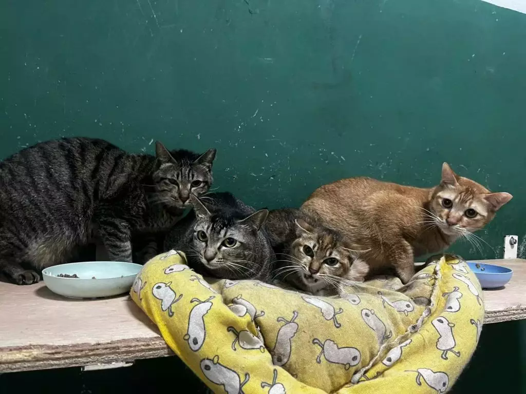 澳門愛護動物協會FB圖片