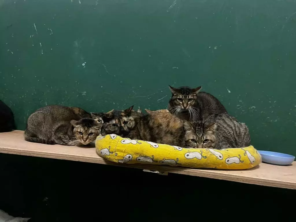 澳門愛護動物協會FB圖片