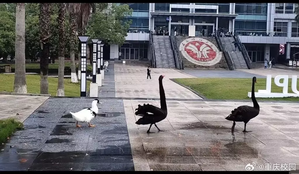 微博圖片