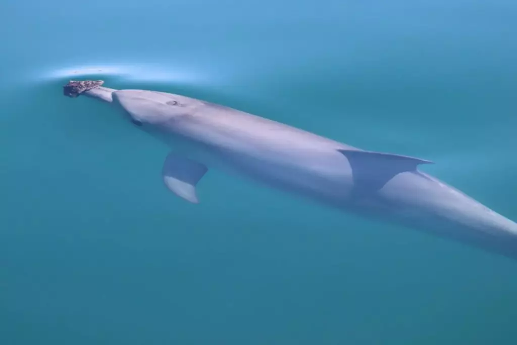 澳洲海豚自研獵食新法,使用海綿撥開海底碎石捕捉鱸魚。AP圖片