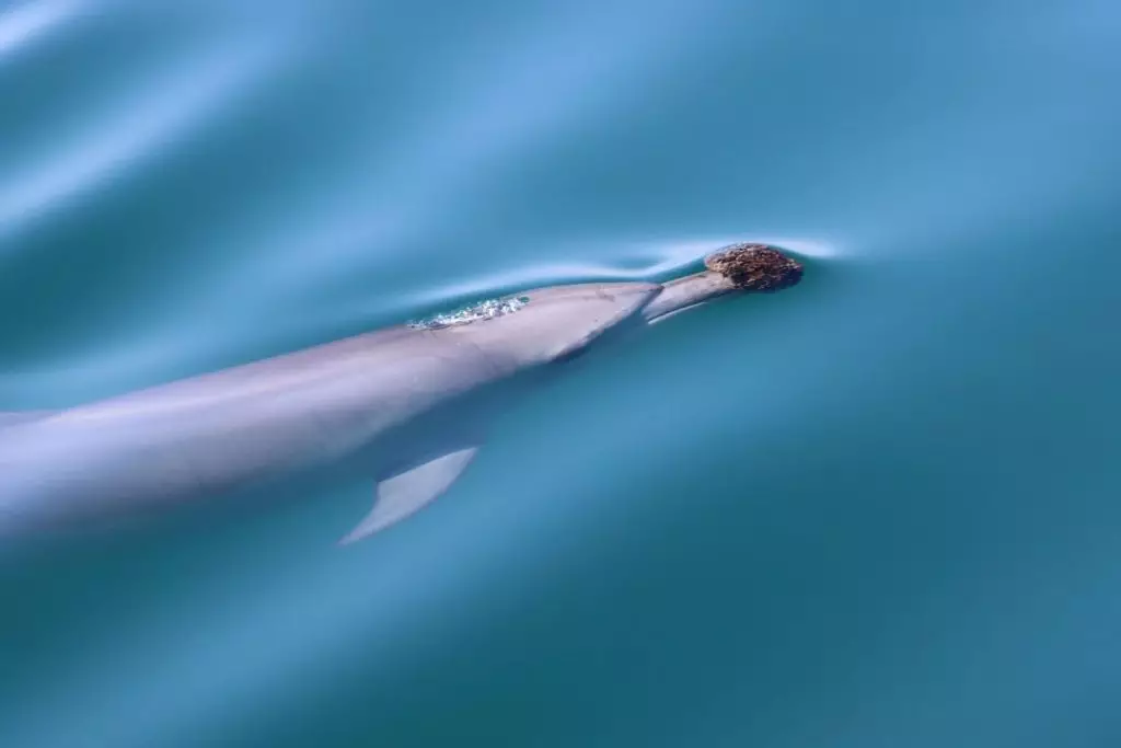 澳洲海豚自研獵食新法,使用海綿撥開海底碎石捕捉鱸魚。AP圖片
