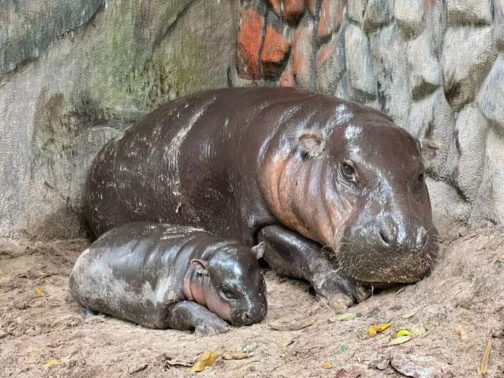 紅爆全球「彈跳豬」一歲了, 萬千粉絲齊集泰國動物園慶生4天。X平台圖片@moodengviking