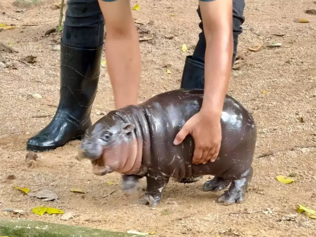 紅爆全球「彈跳豬」一歲了, 萬千粉絲齊集泰國動物園慶生4天。X平台圖片@moodengviking