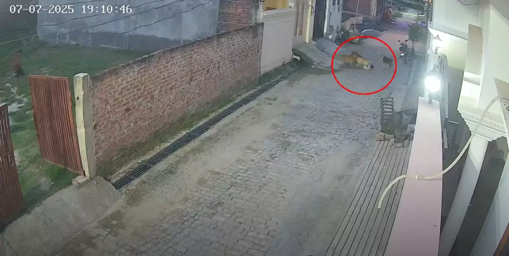 印度5歲男童遭飢餓流浪犬圍攻狂咬險遭拖走, 女鄰居及時衝出救一命。影片截圖