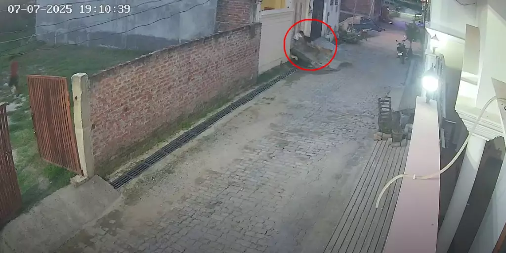 印度5歲男童遭飢餓流浪犬圍攻狂咬險遭拖走, 女鄰居及時衝出救一命。影片截圖