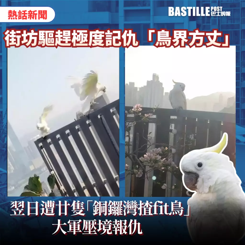 街坊驅趕極度記仇「鳥界方丈」 翌日遭廿隻「銅鑼灣揸fit鳥」大軍壓境報仇