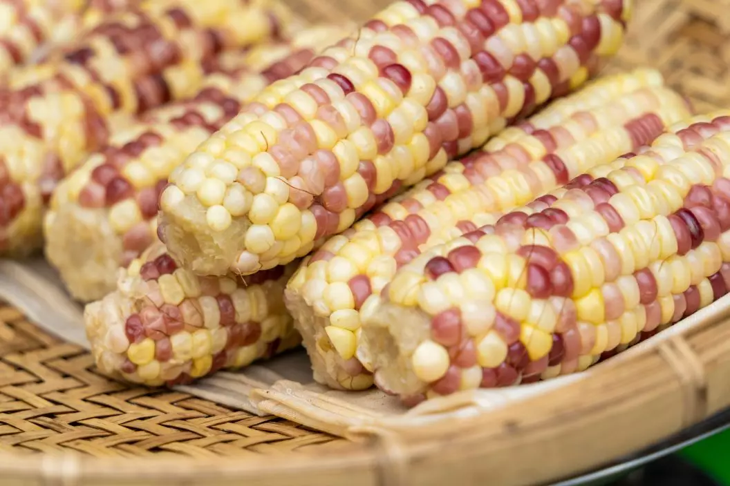 一根糯粟米等於兩碗飯，減重人士切勿當「減肥粗糧」 進食。資料圖片