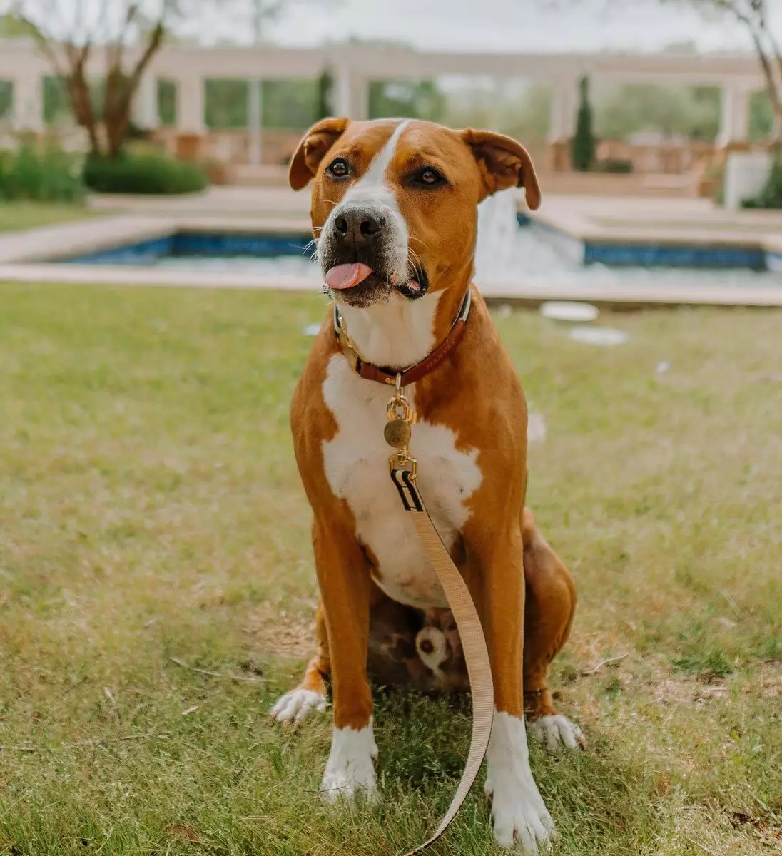 曾極力反對領養混種比特犬媽媽終被乖巧汪孫融化