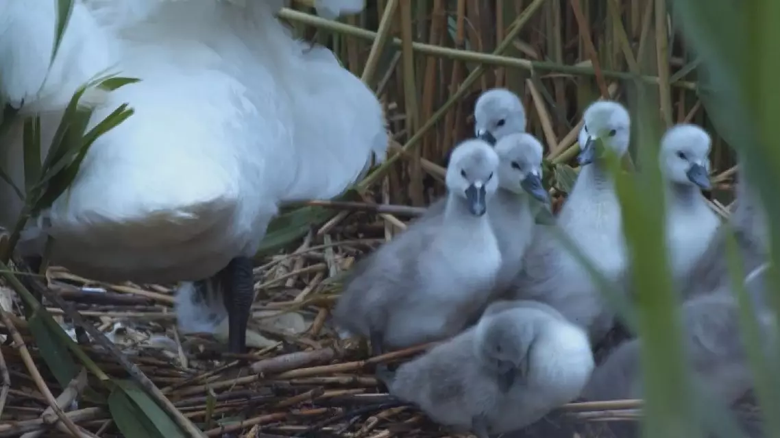Rescued mute swan couple give birth to nine swan babies in Xinjiang wetland