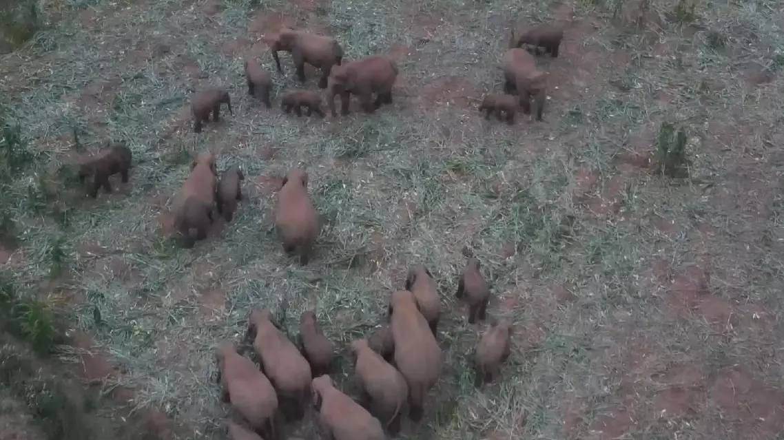 Large wild Asian elephant herd spotted in Yunnan