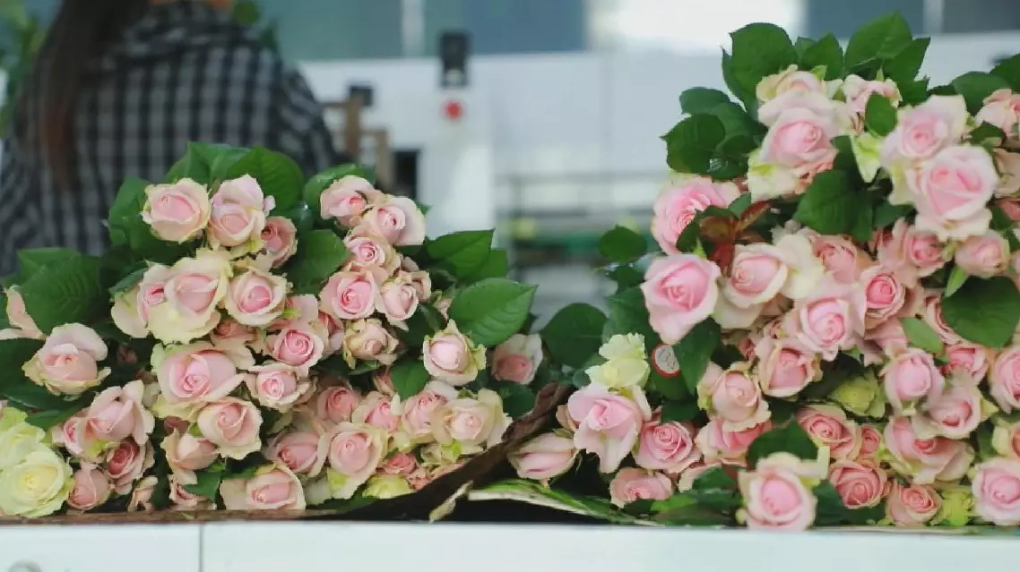 Chinese Valentine's Day drives demand for Yunnan roses