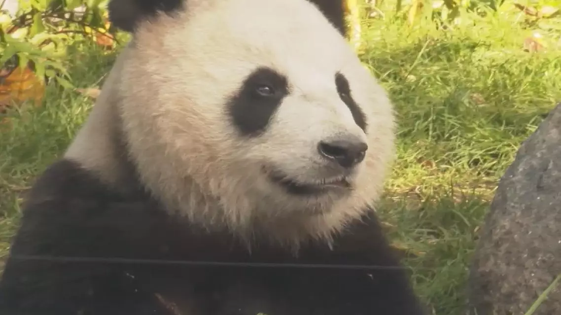 Giant pandas make their debut at the San Diego Zoo