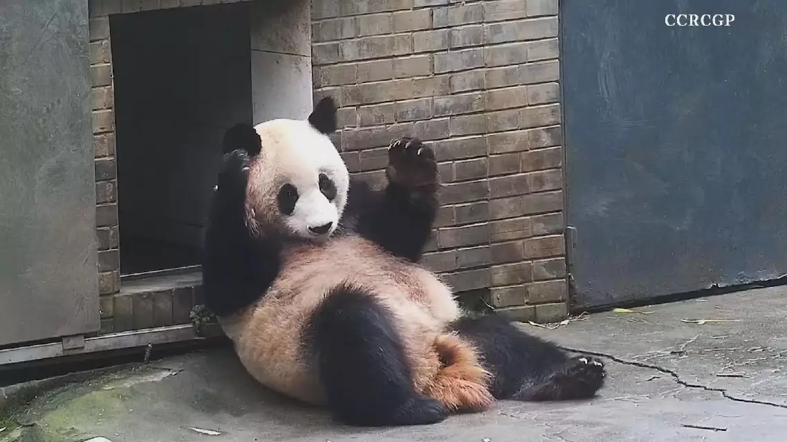 Amazing giant panda performs crazy dance moves while grooming