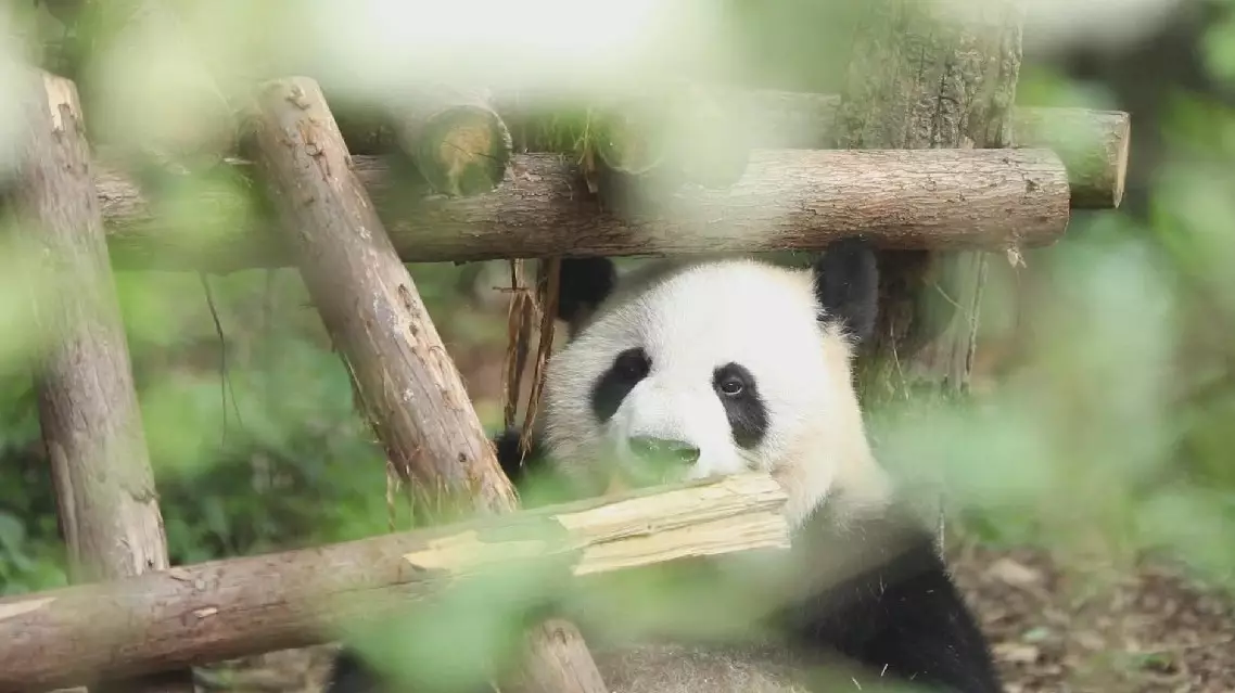 Panda keeper: The ultimate goal of species conservation is the release of captured animals