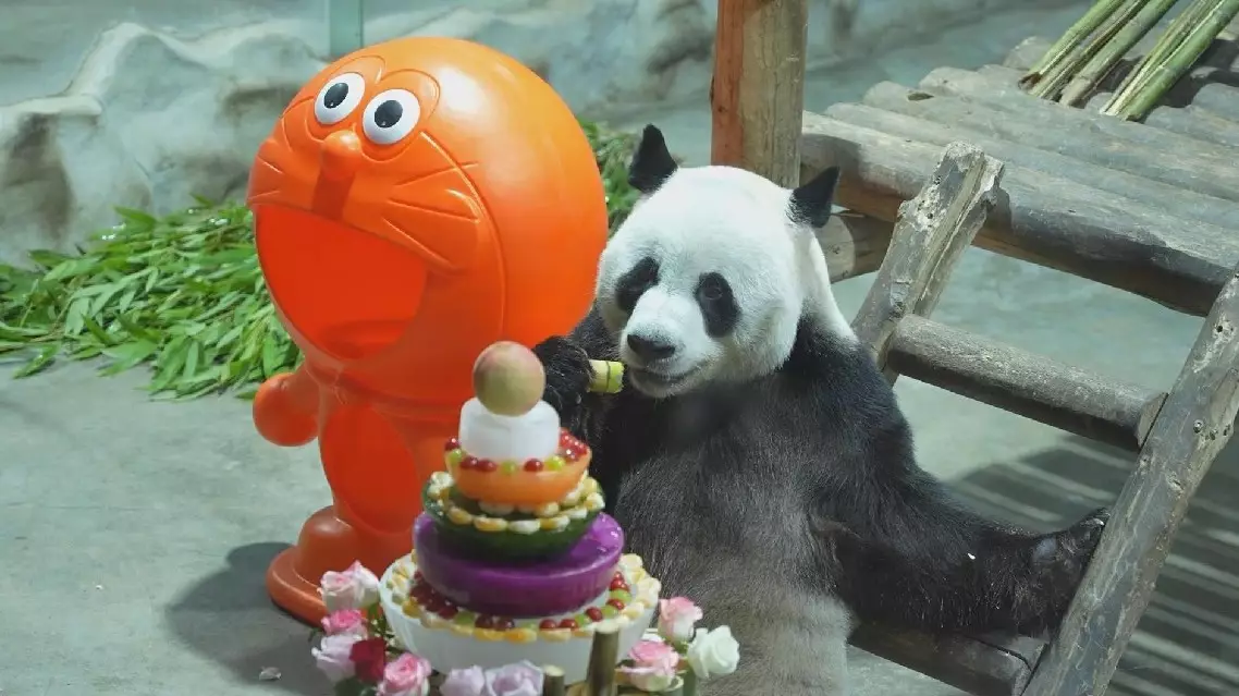 Giant panda Lingyan celebrates 7th birthday with bamboo cake at Henan wildlife park
