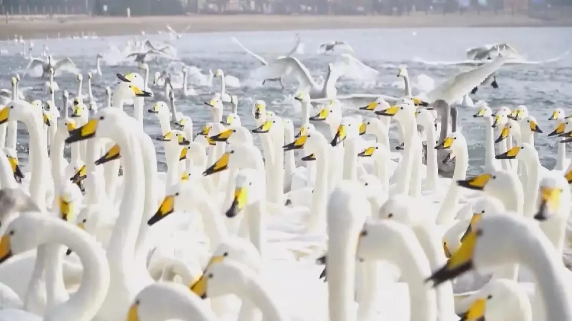 Birdwatching boom fuels eco-tourism growth