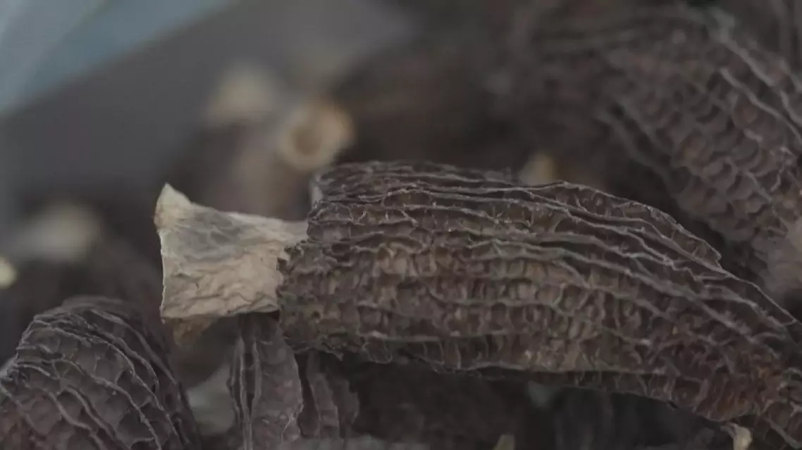 China's private farms fuel eight billion-yuan morel mushroom industry boom