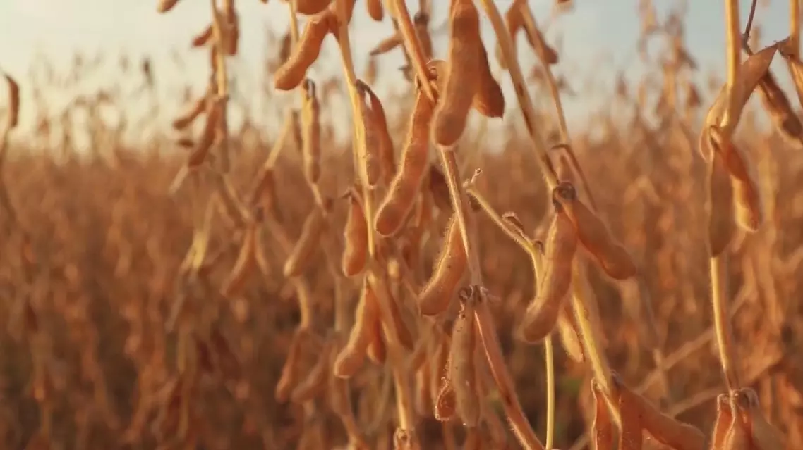 US soybean export chief saddened by trade dispute, hopes tariffs prove short-lived