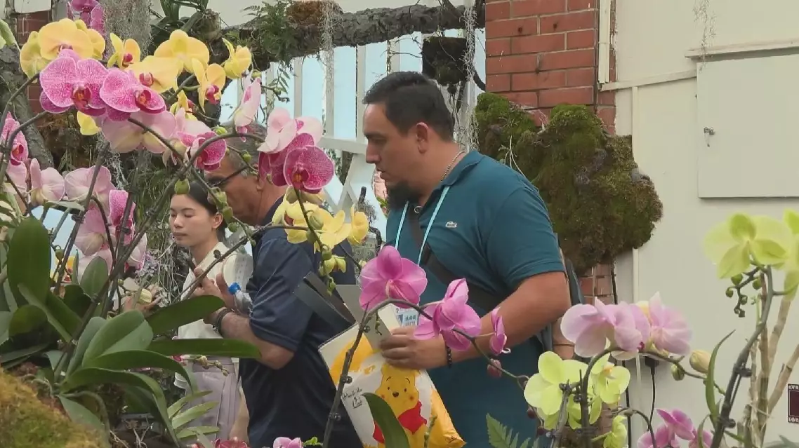 Foreign merchants attending Canton Fair enjoy Guangzhou's orchids, traditional culture