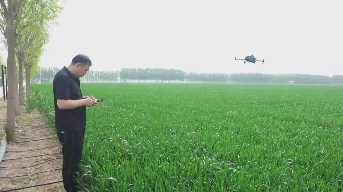 China's Shandong uses smart tech to secure wheat harvest