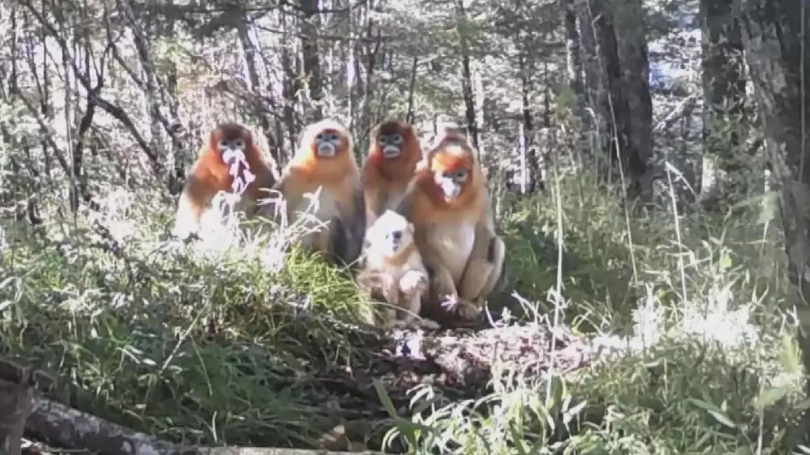 Sichuan, Yunnan capture rare footage of snub-nosed monkeys