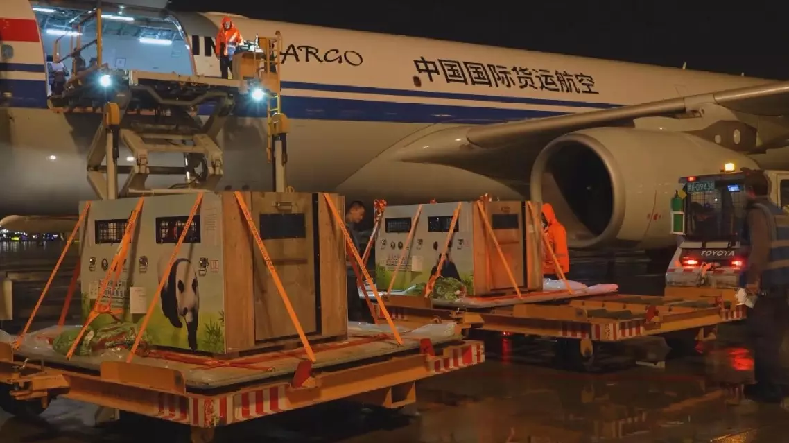 Two giant pandas depart for Austria to begin decade-long stay