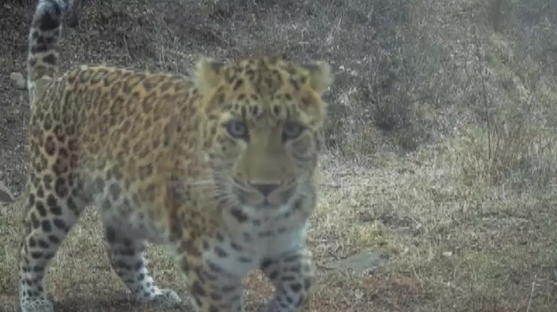 Rare North China leopards frequently spotted in Shanxi Province