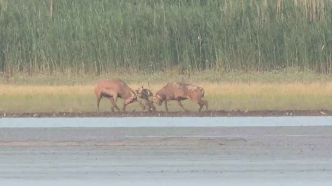 Endangered milu deer fight for mating rights in Dongting Lake reserve
