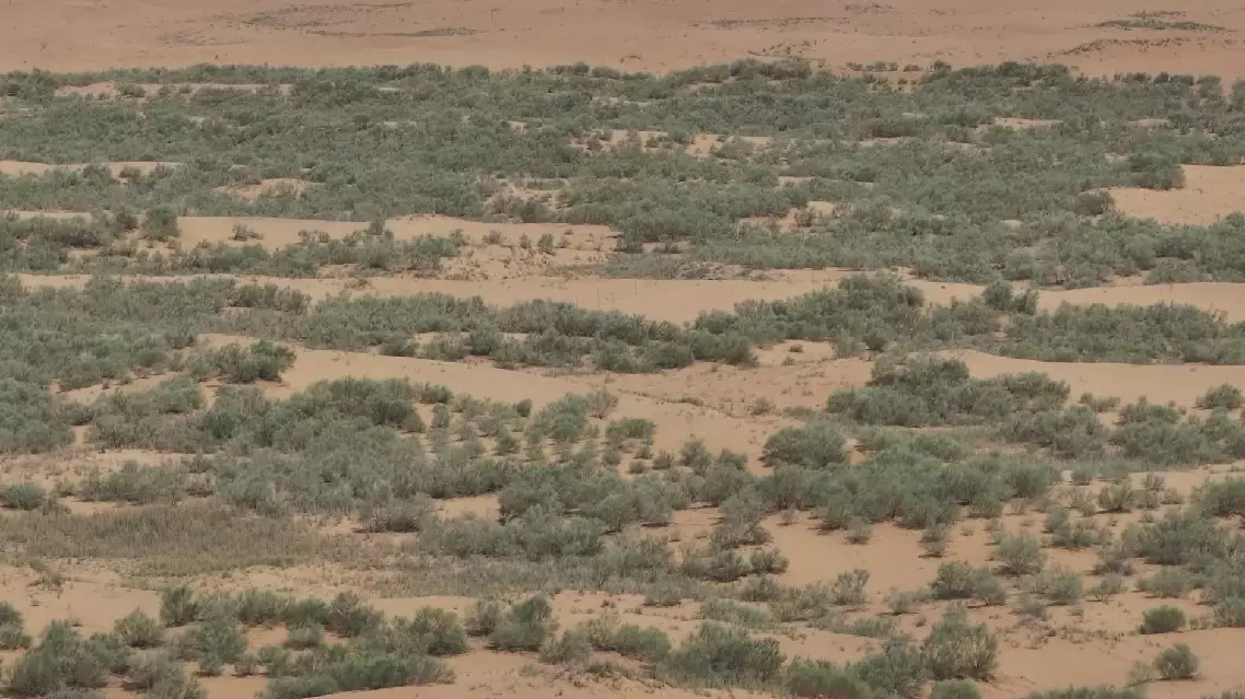 Inner Mongolian grower dedicated to greening desert with drought-resistant plants