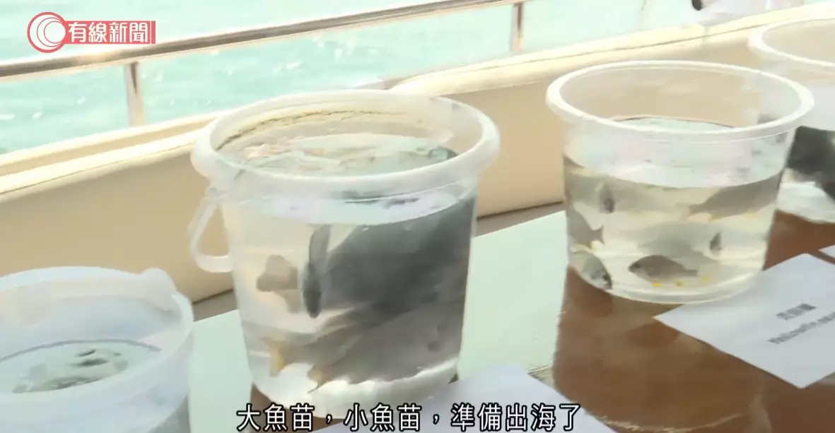 機管局今次投放6萬條幼魚及100萬蝦苗於海底設置的500個人工魚礁。有線新聞影片截圖