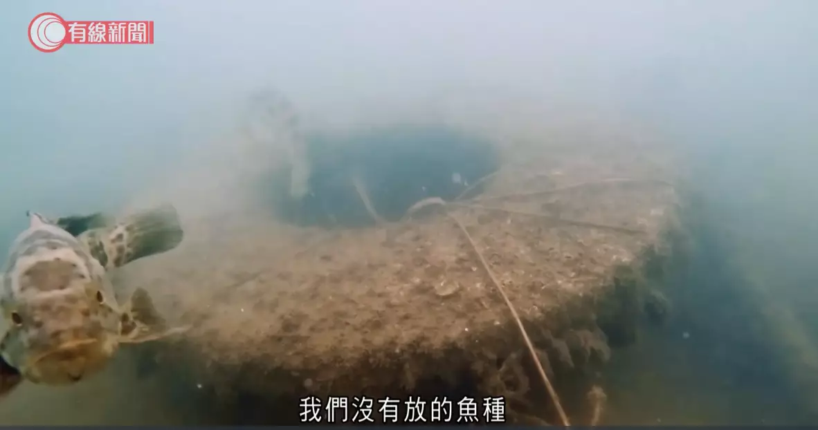 李仲騰又說,機管局的人工魚礁是全港最大型的魚礁設置,建立適合幼魚居住的環境。有線新聞影片截圖