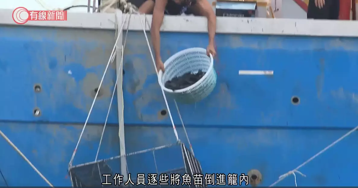 機管局今次投放6萬條幼魚及100萬蝦苗於海底設置的500個人工魚礁。有線新聞影片截圖