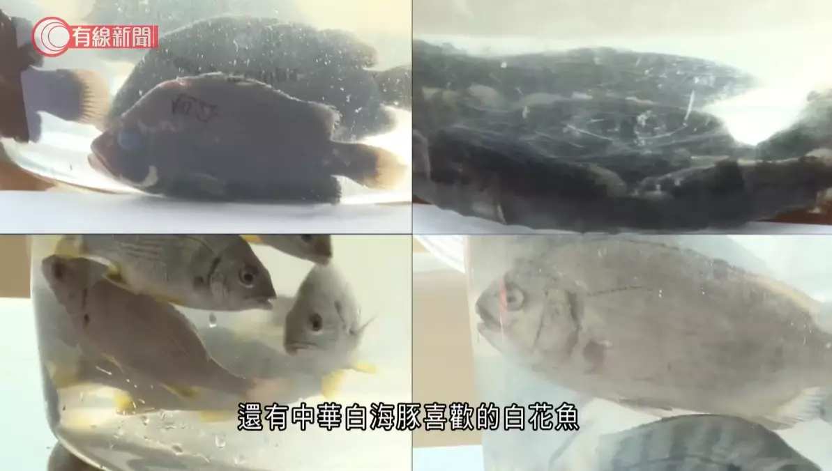 獲選取放流5種魚類,包括青斑、黃腳鱲、黑鱲、白花魚及包公。有線新聞影片截圖