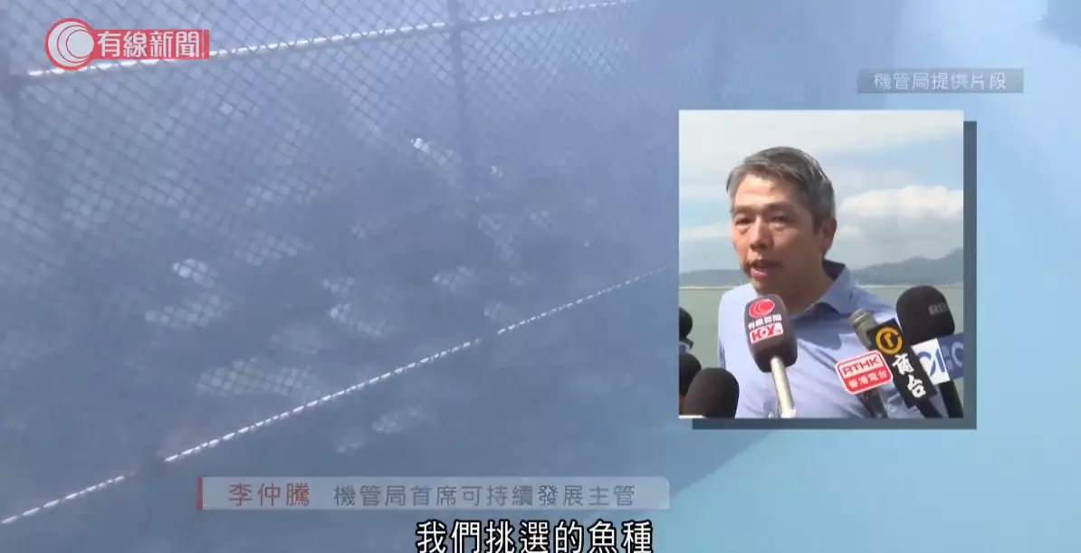 機管局首席可持續發展主管李仲騰說,經諮詢漁民團體意見,選取放流5種魚類。有線新聞影片截圖