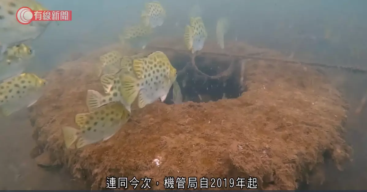 李仲騰又說,機管局的人工魚礁是全港最大型的魚礁設置,建立適合幼魚居住的環境。有線新聞影片截圖
