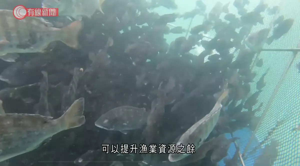 目前共有17種魚類在人工魚礁上棲息。有線新聞影片截圖