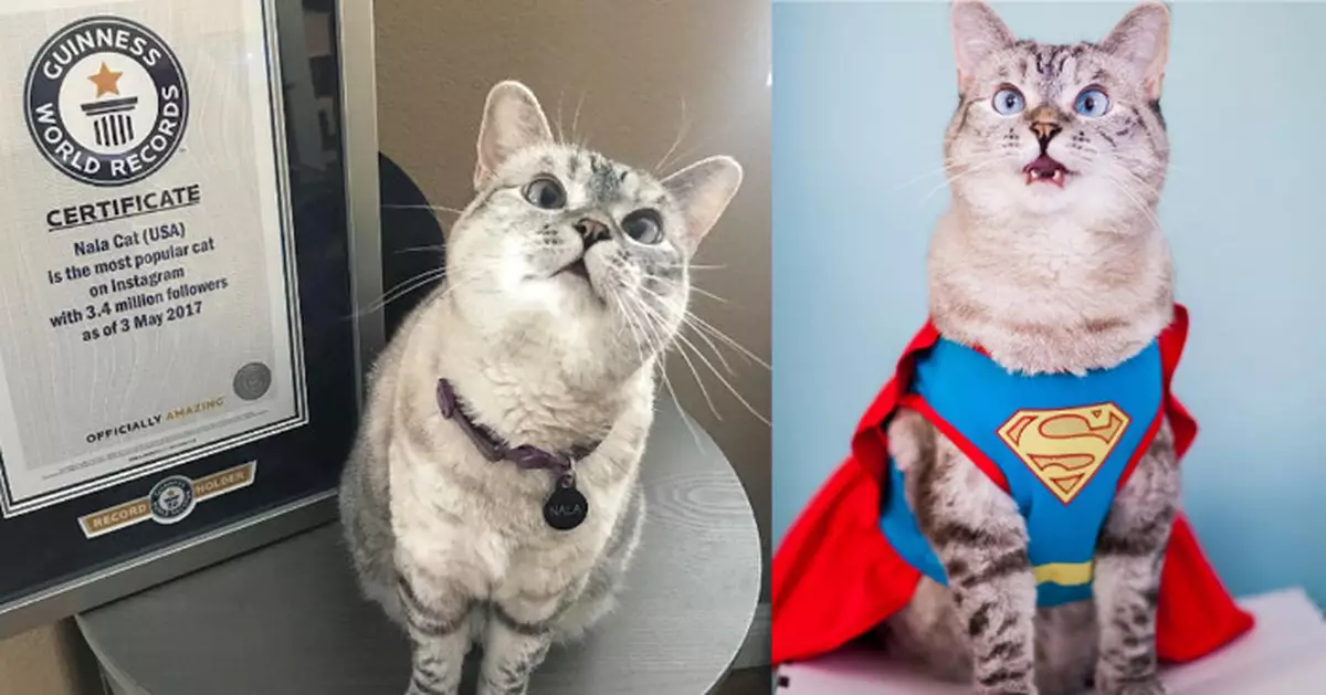 The Most Famous Cat On IG Gain Guinness World Record