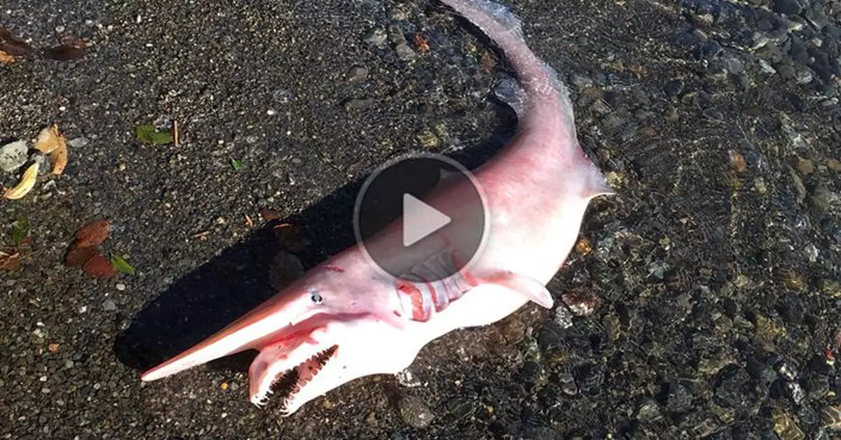 Rare Golin shark washed ashore the beach in Japan