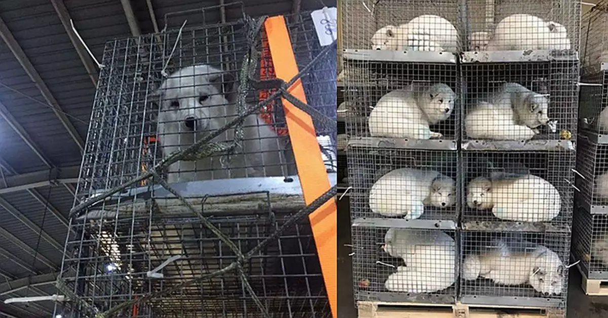 China imported over 2000 arctic foxes for fur industry