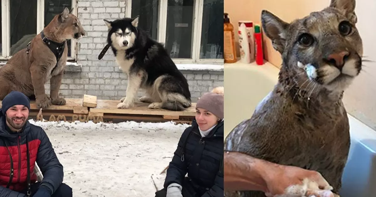 Russian couple raise cougar as pet in apartment